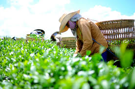 Những điều kiện phải đáp ứng trong quá trình sản xuất rau, quả tươi